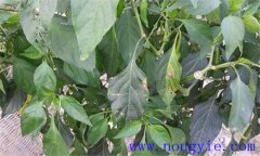 如何防治青椒炭疽??？