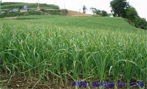 蒜苗栽培的選茬、施肥和整地