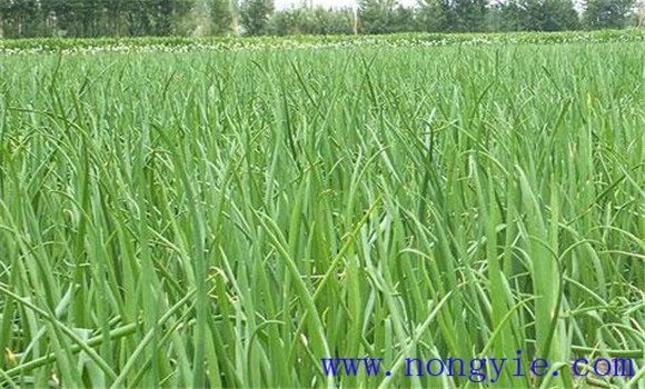 洋蔥的田間管理