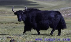 牦牛常見的寄生蟲病有哪些，如何防治？