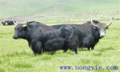 犢牦牛新蛔蟲(chóng)病有何表現(xiàn)，如何防治？