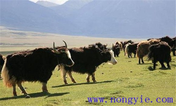 怎樣做好公牦牛的放牧管理