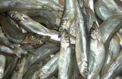 多春魚的產(chǎn)地在哪里？多春魚如何養(yǎng)殖