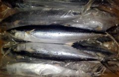 馬鮫魚產(chǎn)地在哪里、有哪些種類 能人工養(yǎng)殖嗎？