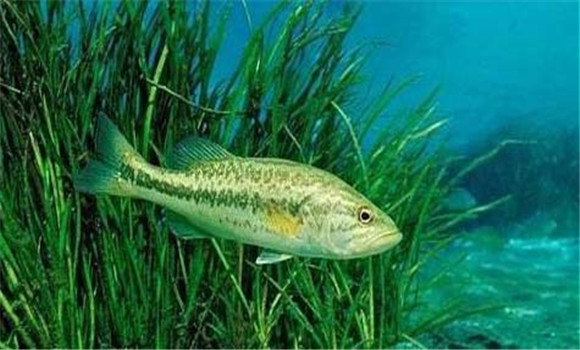 加州鱸魚養(yǎng)殖技術