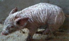 如何治療仔豬滲出性皮炎，有哪些類型與癥狀？