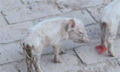 仔豬腹瀉怎么治療？哺乳仔豬飼養(yǎng)管理技術要點