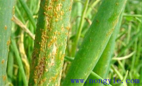 大蔥銹病發(fā)病原因是什么