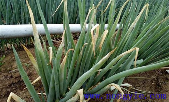 大蔥缺素癥的防治措施