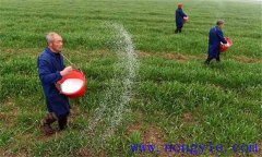 小麥如何合理施肥，需要注意幾點？