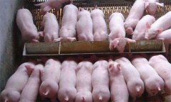 如何治療斷奶后仔豬腹瀉，有哪些預(yù)防措施？