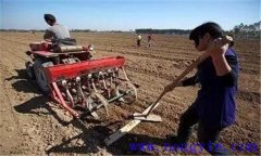 種小麥用什么底肥好 小麥種植要施足底肥嗎？