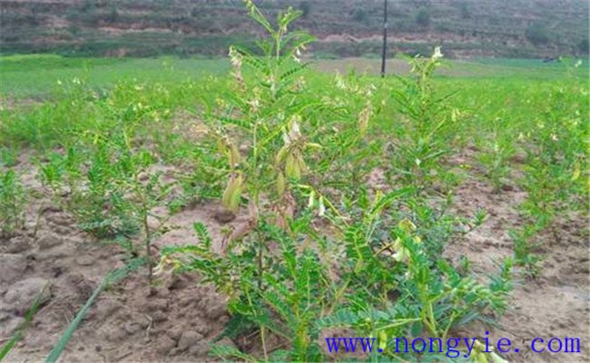 間苗、定苗、補苗