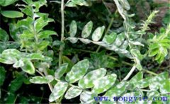 黃芪常見病蟲害有哪些？黃芪病蟲害的防治方法