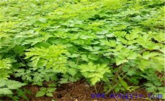 當(dāng)歸種植多久采收？當(dāng)歸需要什么樣的生長條件