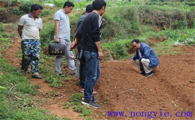 當歸種子如何育苗