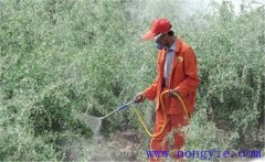 枸杞如何?；ū９?？怎樣對枸杞葉面噴施葉面肥