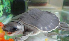 豬鼻龜價格大概是多少，豬鼻龜有哪些形態(tài)特征