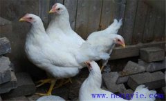 白來航雞是什么品種，雞舍如何消毒？