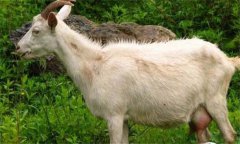 奶山羊乳房炎怎么預防、怎么治療