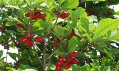 神秘果種植、繁殖與病蟲害防治技術(shù)