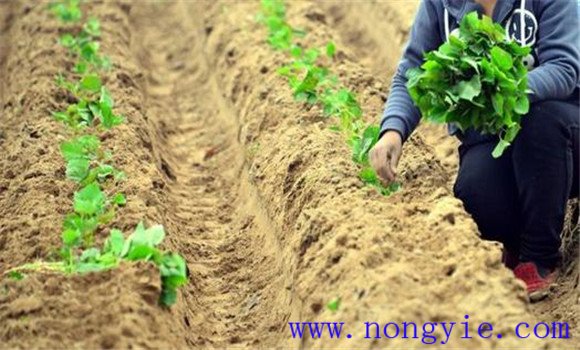 種植紅薯要適當增加薯苗入土節(jié)數