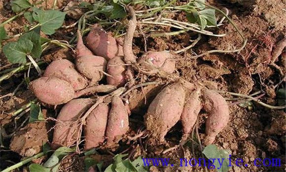 甘薯根的分類，各有什么特點