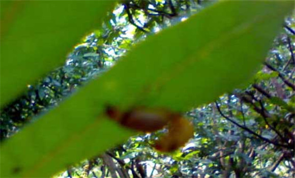 樹虱怎么防治才好？