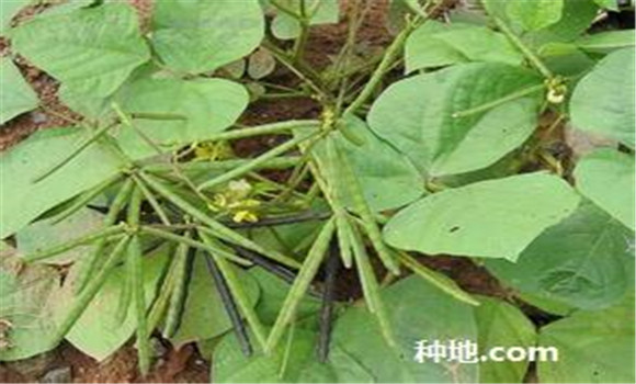 綠豆怎么種植能高產(chǎn)？