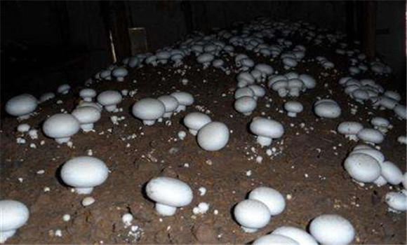 雙孢菇栽培技術(shù)