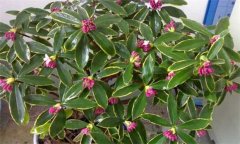 瑞香的繁殖方法有幾種，如何進(jìn)行？