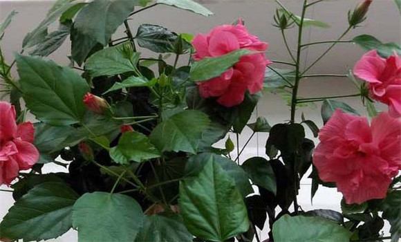 扶?；ǖ墓πc作用