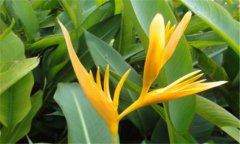 鶴望蘭的養(yǎng)殖方法和注意事項(xiàng) 鶴望蘭栽培管理