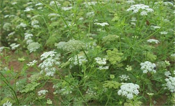 蛇床子栽培技術與管理方法