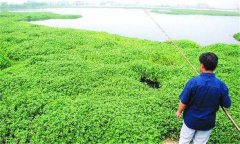 水花生的功效與作用 水花生如何種植