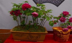 牡丹盆景的養(yǎng)護(hù)方式、管理與觀賞