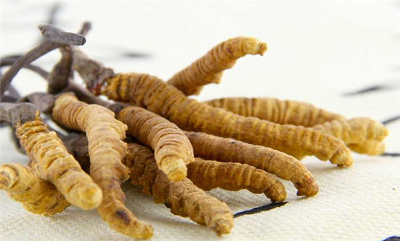 冬蟲(chóng)夏草怎么吃