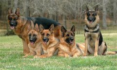 肉犬有哪些品種，肉犬養(yǎng)殖和管理有哪些要求