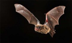 蝙蝠吃什么食物，蝙蝠種類有哪些？