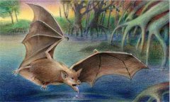 蝙蝠是什么類動(dòng)物，蝙蝠是老鼠變的嗎？