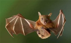 蝙蝠是哺乳動(dòng)物嗎？蝙蝠是什么動(dòng)物？