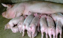 仔豬寄養(yǎng)原則、方法及注意事項(xiàng)