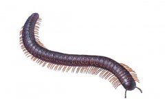 千足蟲有毒嗎？千足蟲怎么消滅