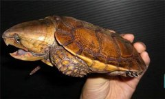 平胸龜圖片 平胸龜的形態(tài)特征你知多少