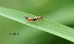 隱翅蟲(chóng)怎么預(yù)防才好，被隱翅蟲(chóng)咬了怎么辦？