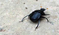 屎殼郎吃什么食物，屎殼郎是不是害蟲？