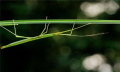 竹節(jié)蟲什么食物，竹節(jié)蟲是害蟲還是益蟲？