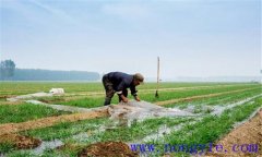 小麥田管技術(shù)內(nèi)容與步驟 小麥田間管理要點