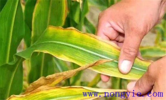 玉米缺少微量元素的表現(xiàn)是什么