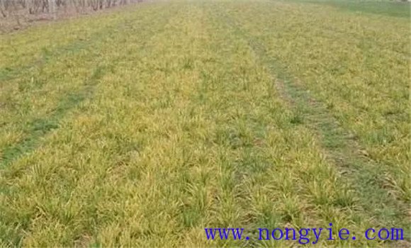 減輕小麥旱災(zāi)、凍害的影響